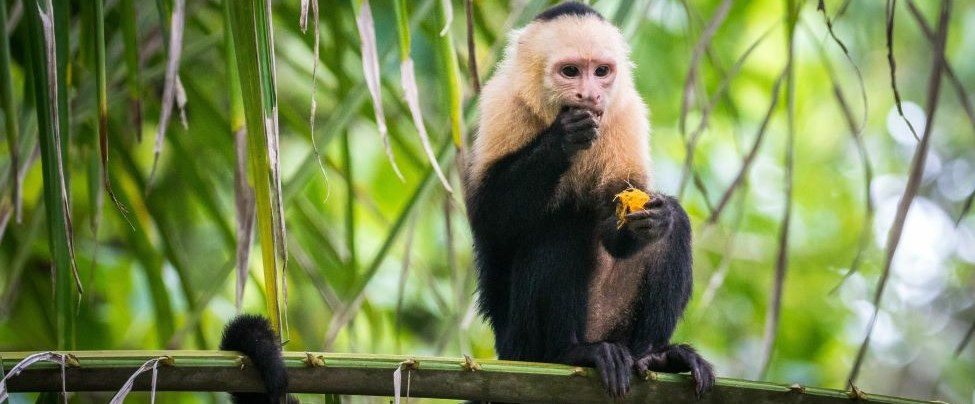 Capuchin monkey in tree along Gatun Lake rainforest